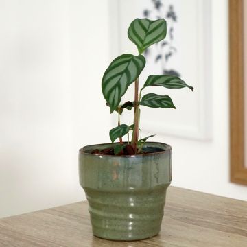 Ctenanthe oppenheimiana - Never-never plant