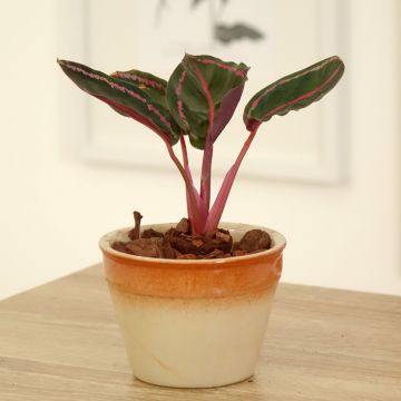 Calathea roseopicta - Rose-painted calathea