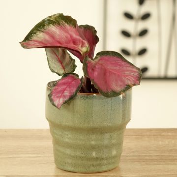 Calathea roseopicta Rosy - Rose-painted calathea