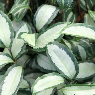 Calathea roseopicta Royal Standard