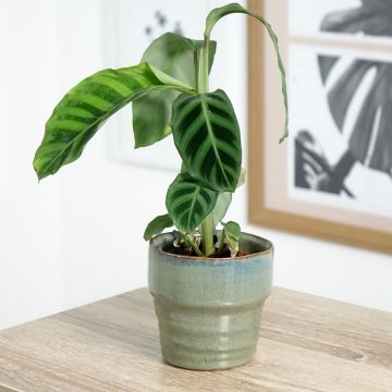 Calathea zebrina - Zebra Plant