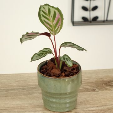 Calathea makoyana Peacock