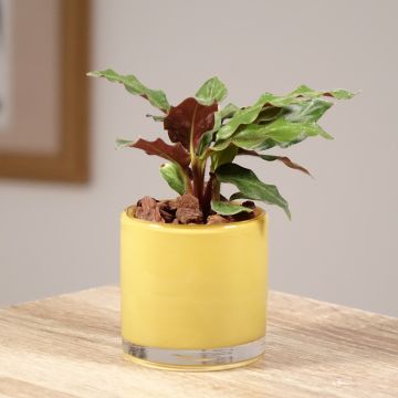 Calathea rufibarba  - Calathéa à poils roux, Calathea velours