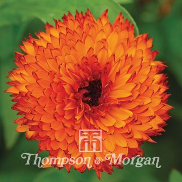 Calendula officinalis Neon Seeds - Pot Marigold