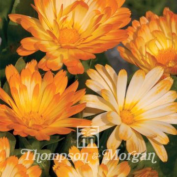 Calendula officinalis Oopsy Daisy Seeds - Dwarf Garden Marigold
