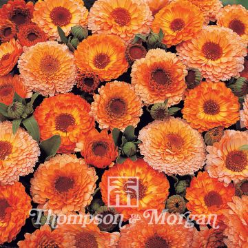 Calendula officinalis Pink Surprise Seeds - Pot Marigold