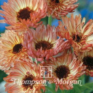 Calendula officinalis Sherbet Fizz Seeds - Pot Marigold