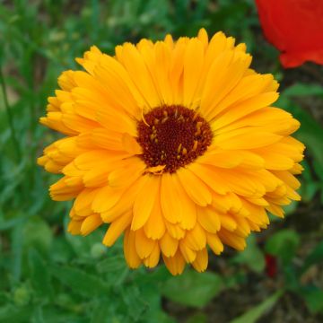 Calendula officinalis Seeds - Pot Marigold