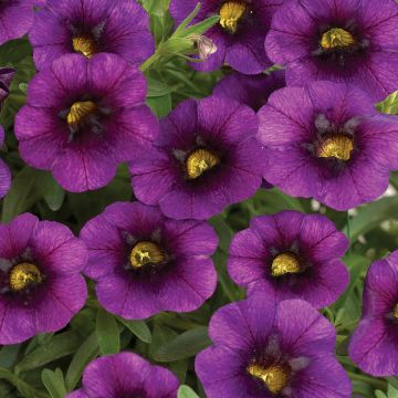 Calibrachoa hybrida Noa Ultra Purple - Trailing Petunia