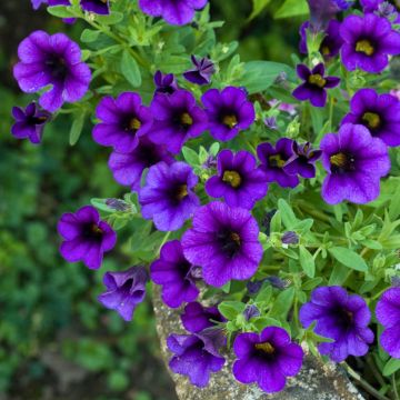Calibrachoa Superbells Unique Blue Violet - Mini-Petunia