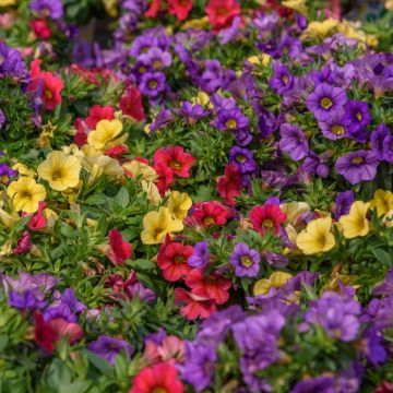Calibrachoa Noa Mixis Cleantha - Trailing Petunia