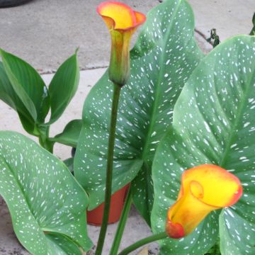 Zantedeschia elliottiana Selina - Calla Lily