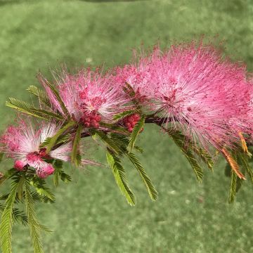 Calliandra surinamensis Dixie Pink