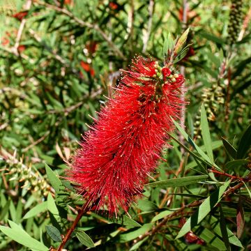 Callistemon Woodlanders Hardy