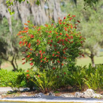 Callistemon Woodlanders Hardy