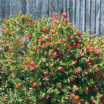 Callistemon citrinus (lanceolatus) Splendens (Endeavour)