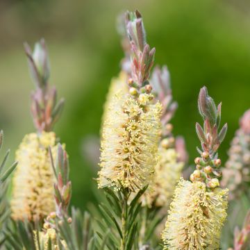 Rince-bouteilles - Callistemon pityoides Widicom Gem