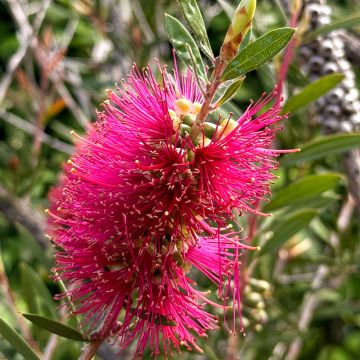 Callistemon salignus Perth Pink - Rince bouteille