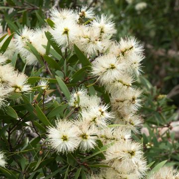 Callistemon salignus - Rince bouteille - Melaleuca salicina