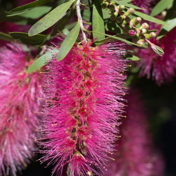 Callistemon viminalis Bright Pink