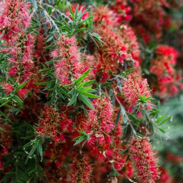 Callistemon viminalis Captain Cook - Rince-bouteille