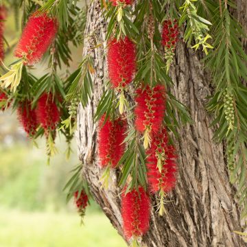 Callistemon viminalis - Rince-bouteille pleureur