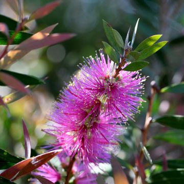 Rince-bouteilles violaceus - Callistemon violaceus