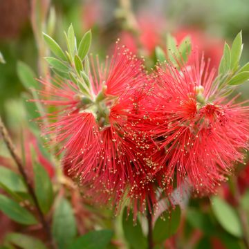 Callistemon x) laevis 