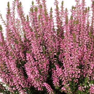 Calluna vulgaris Pink Bettina - Heather