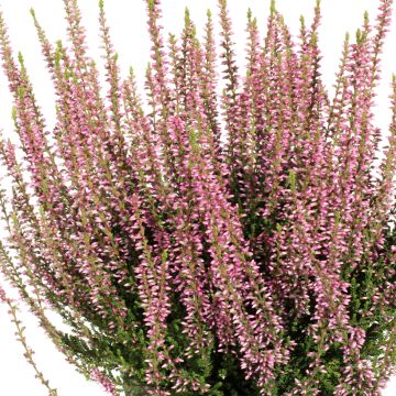 Calluna vulgaris Rena - Heather