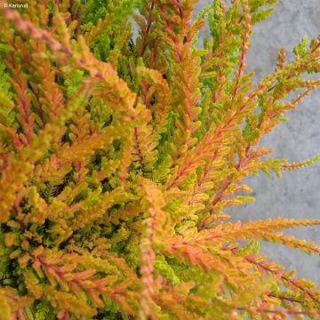 Calluna vulgaris Wickwar Flame - Heather