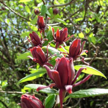 Calycanthus floridus - Sweetshrub
