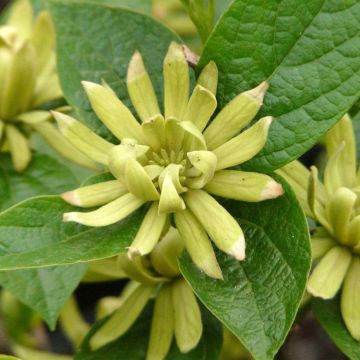 Calycanthus floridus Athens - Sweetshrub