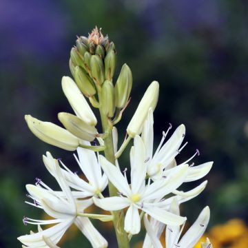 Camassia leichtlinii Alba