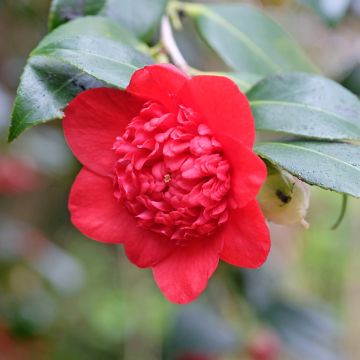 Camelia Bob's Tinsie - Camellia japonica