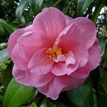 Camellia  williamsii Donation