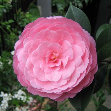 Camellia williamsii EG Waterhouse
