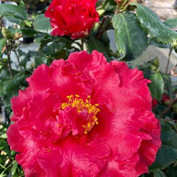 Camellia japonica Holly Bright