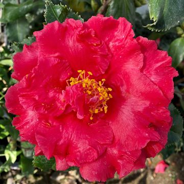 Camellia japonica Holly Bright