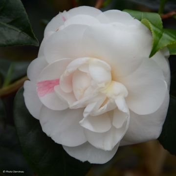 Camellia japonica Montironi