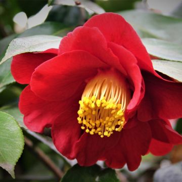 Camélia San dimas - Camellia japonica