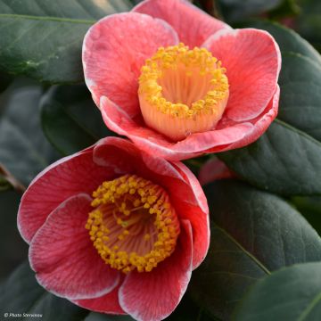 Camellia japonica Sanpei Tsubaki