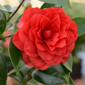 Camellia japonica Stromboli® - Japanese Camellia