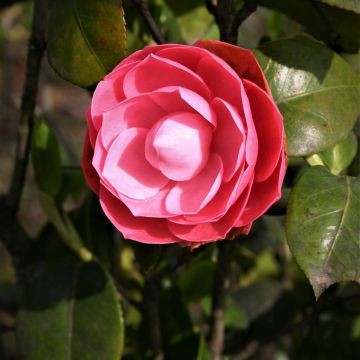 Camellia japonica Valtevareda