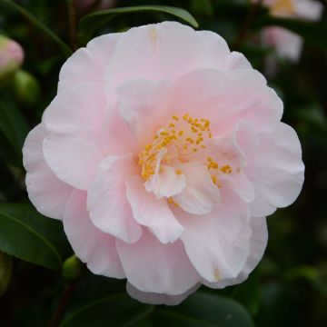 Camellia japonica Virginia Robinson