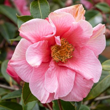 Camellia (x) lutchuensis Sweet Emily Kate