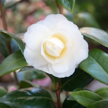 Camélia classique - Camellia Dahlonega