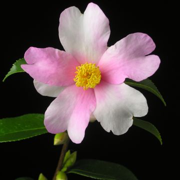 Camellia sasanqua Yume