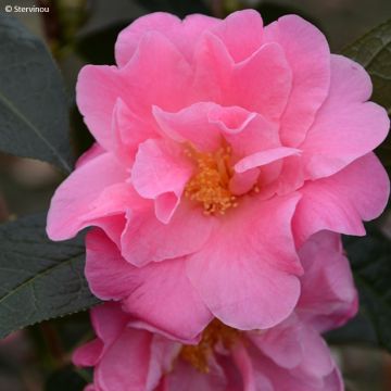 Camellia reticulata x granthamiana China Lady