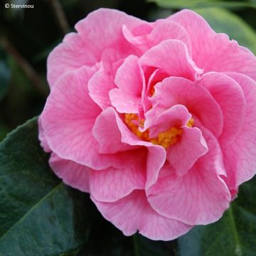 Camellia x reticulata Lasca Beauty